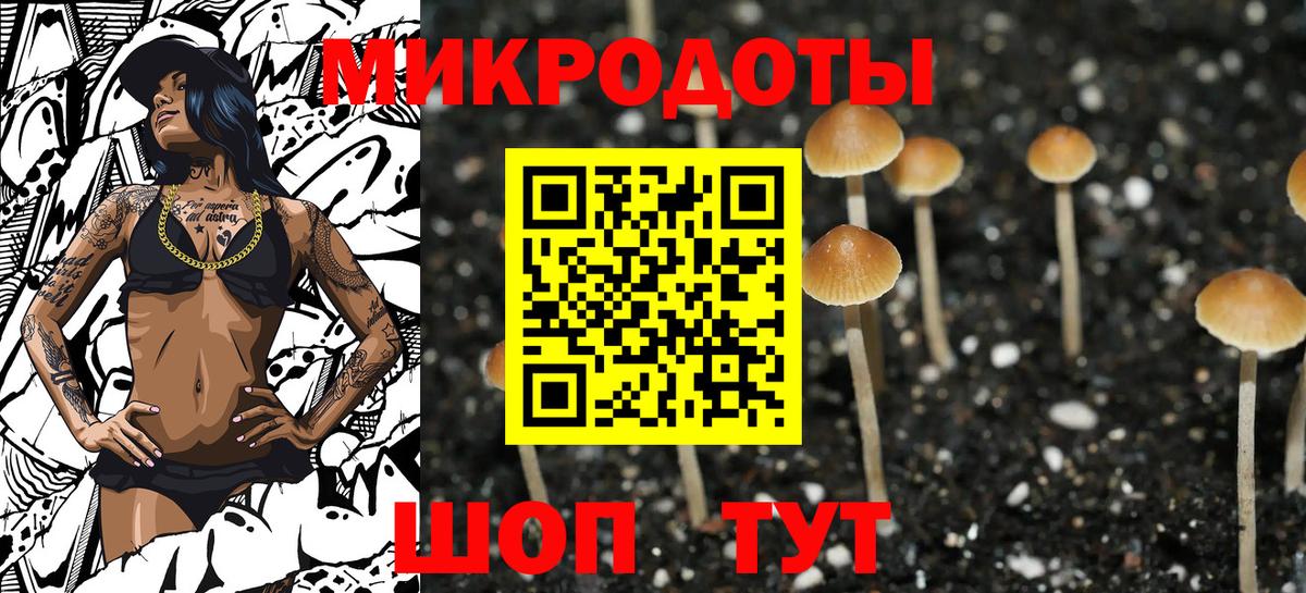 Псилоцибиновые грибы Psilocybe Ачхой-Мартан